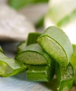 Brighter Blooms Aloe Vera Plant House & Patio 6 Brighter Blooms Aloe Vera Plant House & Patio