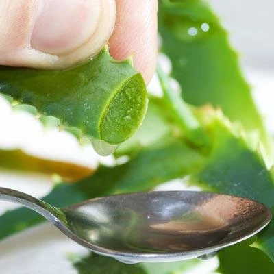 Brighter Blooms Aloe Vera Plant House & Patio 2 Brighter Blooms Aloe Vera Plant House & Patio