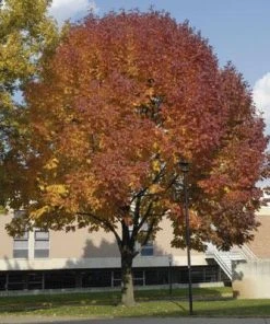 Brighter Blooms Shade Trees Autumn Purple Ash Tree