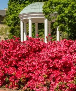 Brighter Blooms Coral Bells Azalea 8 Brighter Blooms Coral Bells Azalea