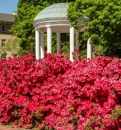Brighter Blooms Coral Bells Azalea 3 Brighter Blooms Coral Bells Azalea