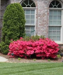 Brighter Blooms Coral Bells Azalea 11 Brighter Blooms Coral Bells Azalea