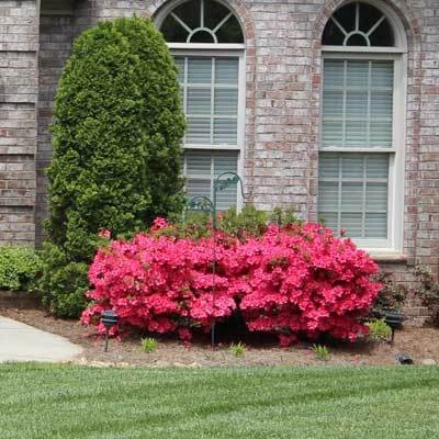 Brighter Blooms Coral Bells Azalea 6 Brighter Blooms Coral Bells Azalea
