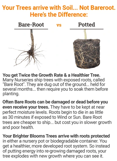 Brighter Blooms Prairifire Crabapple Tree Flowering Trees 4 Brighter Blooms Prairifire Crabapple Tree Flowering Trees