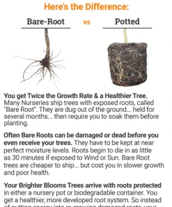 Brighter Blooms Flowering Trees Robinson Crabapple Tree 7 Brighter Blooms Flowering Trees Robinson Crabapple Tree