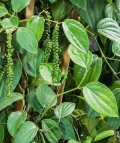 Brighter Blooms Fruit Trees Black Pepper Plant 5 Brighter Blooms Fruit Trees Black Pepper Plant