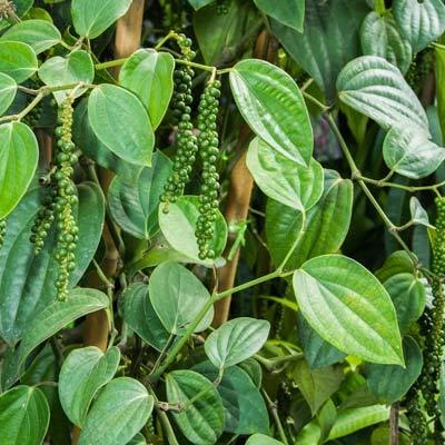 Brighter Blooms Fruit Trees Black Pepper Plant 3 Brighter Blooms Fruit Trees Black Pepper Plant