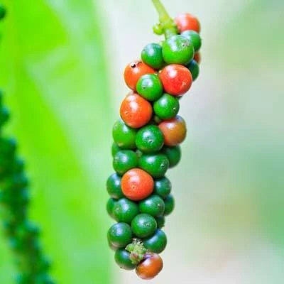 Brighter Blooms Fruit Trees Black Pepper Plant 2 Brighter Blooms Fruit Trees Black Pepper Plant