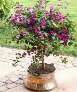 Brighter Blooms Purple Queen Bougainvillea Shrub 10 Brighter Blooms Purple Queen Bougainvillea Shrub