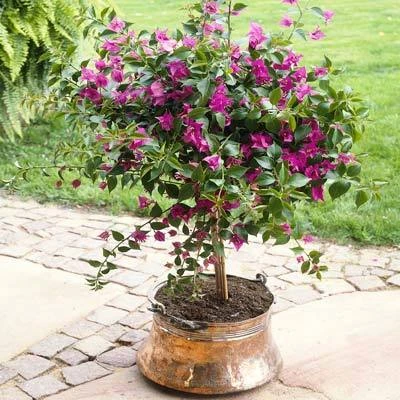 Brighter Blooms Purple Queen Bougainvillea Shrub 5 Brighter Blooms Purple Queen Bougainvillea Shrub