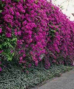 Brighter Blooms Purple Queen Bougainvillea Shrub