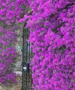 Brighter Blooms Purple Queen Bougainvillea Shrub 8 Brighter Blooms Purple Queen Bougainvillea Shrub
