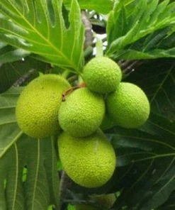 Brighter Blooms Breadfruit Tree