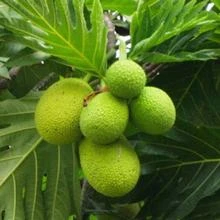 Brighter Blooms Breadfruit Tree
