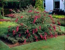 Brighter Blooms Nanho Purple Butterfly Bush Shrubs & Hedges