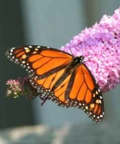 Brighter Blooms Shrubs & Hedges Pink Delight Butterfly Bush 5 Brighter Blooms Shrubs & Hedges Pink Delight Butterfly Bush