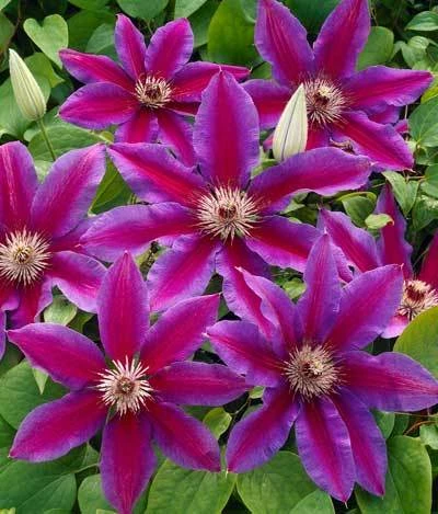 Brighter Blooms Fireworks Clematis Vine 2 Brighter Blooms Fireworks Clematis Vine