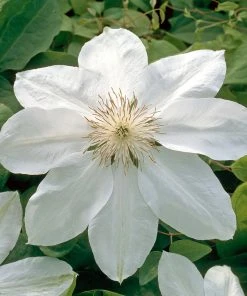Brighter Blooms Henryi Clematis Vine 5 Brighter Blooms Henryi Clematis Vine