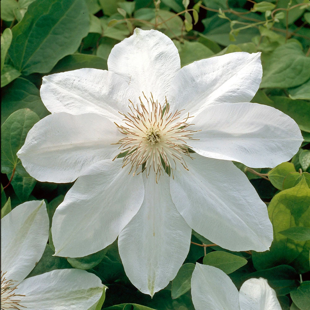Brighter Blooms Henryi Clematis Vine 3 Brighter Blooms Henryi Clematis Vine