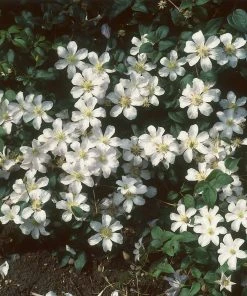Brighter Blooms Henryi Clematis Vine