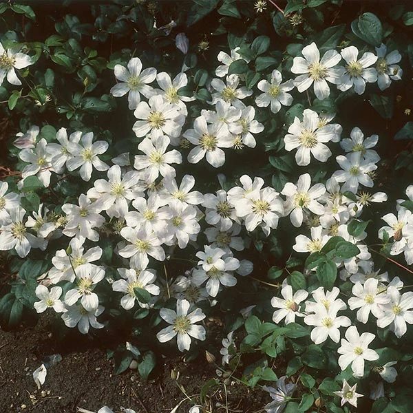 Brighter Blooms Henryi Clematis Vine 1 Brighter Blooms Henryi Clematis Vine