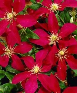 Brighter Blooms Niobe Clematis Vine 5 Brighter Blooms Niobe Clematis Vine