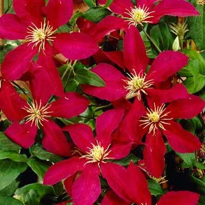 Brighter Blooms Niobe Clematis Vine 3 Brighter Blooms Niobe Clematis Vine