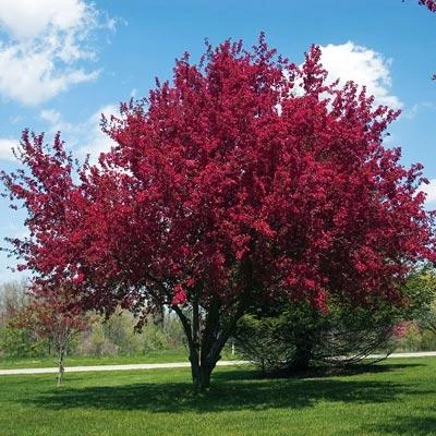 Brighter Blooms Flowering Trees Profusion Crabapple Tree 2 Brighter Blooms Flowering Trees Profusion Crabapple Tree