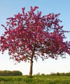 Brighter Blooms Flowering Trees Profusion Crabapple Tree 8 Brighter Blooms Flowering Trees Profusion Crabapple Tree