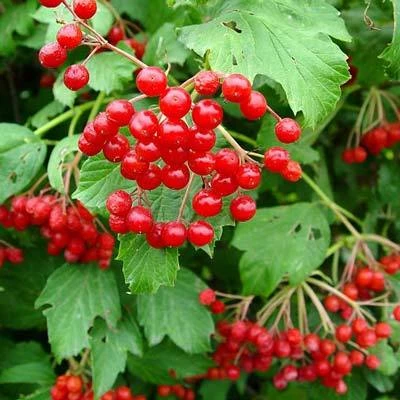 Brighter Blooms Cranberry Bushes American Cranberry Bush 2 Brighter Blooms Cranberry Bushes American Cranberry Bush