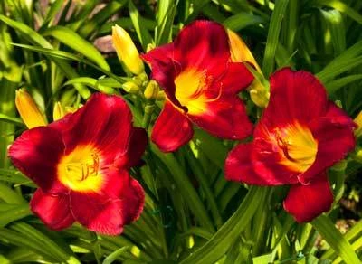 Brighter Blooms Perennials Pardon Me Daylily 3 Brighter Blooms Perennials Pardon Me Daylily