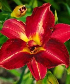 Brighter Blooms Perennials Pardon Me Daylily 7 Brighter Blooms Perennials Pardon Me Daylily
