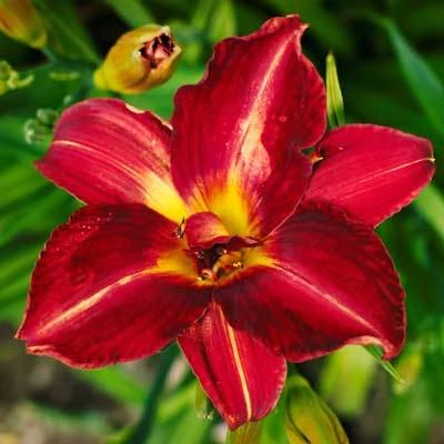 Brighter Blooms Perennials Pardon Me Daylily 4 Brighter Blooms Perennials Pardon Me Daylily