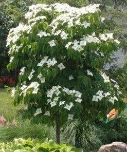 Brighter Blooms Little Poncho Kousa Dogwood Tree Dogwood Trees