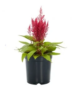 No Warranty New Annuals Dragon's Breath® Celosia