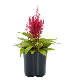 No Warranty New Annuals Dragon's Breath® Celosia