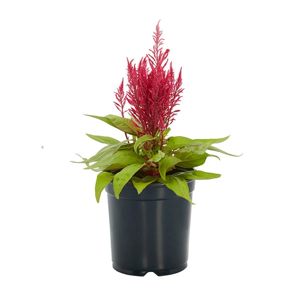 No Warranty New Annuals Dragon's Breath® Celosia 1 No Warranty New Annuals Dragon's Breath® Celosia