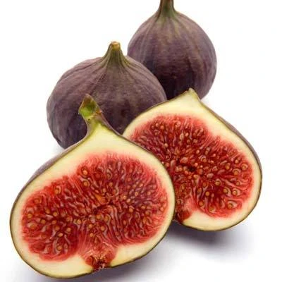 Brighter Blooms Texas Everbearing Fig Tree Fruit Trees 2 Brighter Blooms Texas Everbearing Fig Tree Fruit Trees