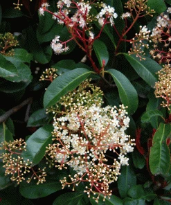 Brighter Blooms SHOP ALL Fraser Photinia Tree