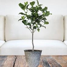 Brighter Blooms First LoveĀ® Tabletop Gardenia Plant