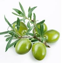 Brighter Blooms Fruit Trees Italian Olive Tree