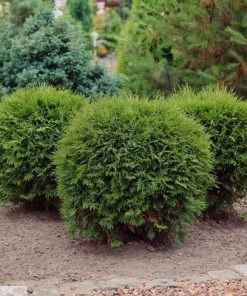 Brighter Blooms Evergreen & Privacy Hetz Midget Arborvitae Shrub