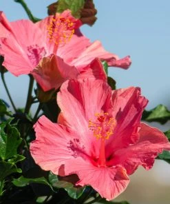 Brighter Blooms First Lady™ Hollywood Hibiscus