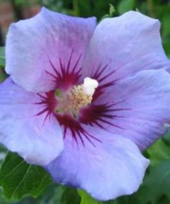 Brighter Blooms Blue Bird Rose Of Sharon Althea Shrub