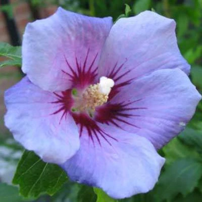 Brighter Blooms Blue Bird Rose Of Sharon Althea Shrub 2 Brighter Blooms Blue Bird Rose Of Sharon Althea Shrub