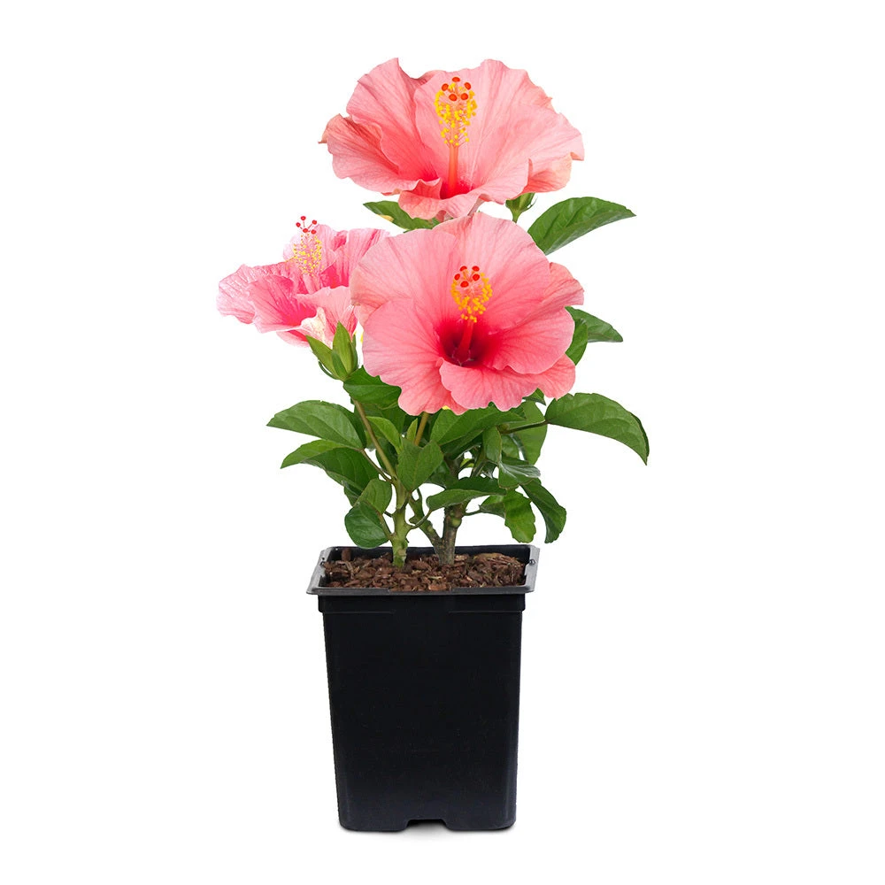 Brighter Blooms First Lady™ Hollywood Hibiscus 3 Brighter Blooms First Lady™ Hollywood Hibiscus