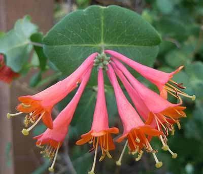 Brighter Blooms Scarlet Honeysuckle Vine 3 Brighter Blooms Scarlet Honeysuckle Vine