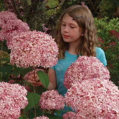 Brighter Blooms Invincibelle Spirit Hydrangea Shrub Shrubs & Hedges 2 Brighter Blooms Invincibelle Spirit Hydrangea Shrub Shrubs & Hedges