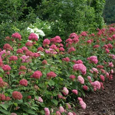 Brighter Blooms Invincibelle Spirit Hydrangea Shrub Shrubs & Hedges 4 Brighter Blooms Invincibelle Spirit Hydrangea Shrub Shrubs & Hedges