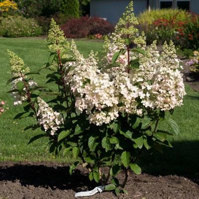 Brighter Blooms Shrubs & Hedges Candelabra™ Hydrangea Shrub 3 Brighter Blooms Shrubs & Hedges Candelabra™ Hydrangea Shrub